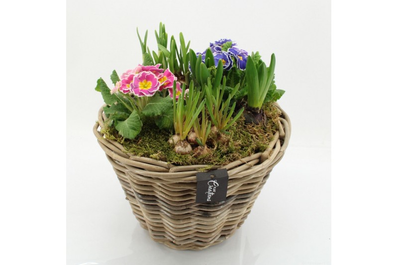 Arrangementen tuinplanten PMCR-2609 Primula creations 6 pp 