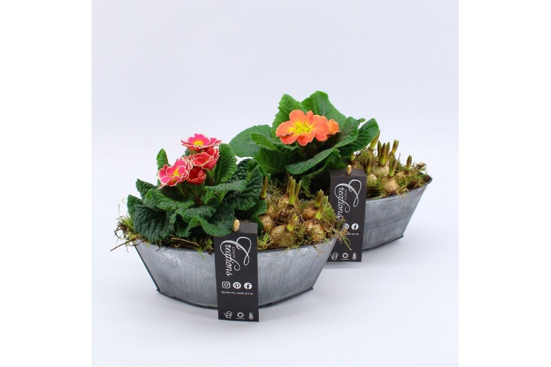 Arrangementen tuinplanten PMCR-2624 Primula creations 2 pp 