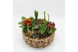 Arrangementen tuinplanten PMCR-2638 Primula creations 6 pp