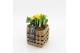 Arrangementen tuinplanten PMCR-2605 Primula creations 2 pp 