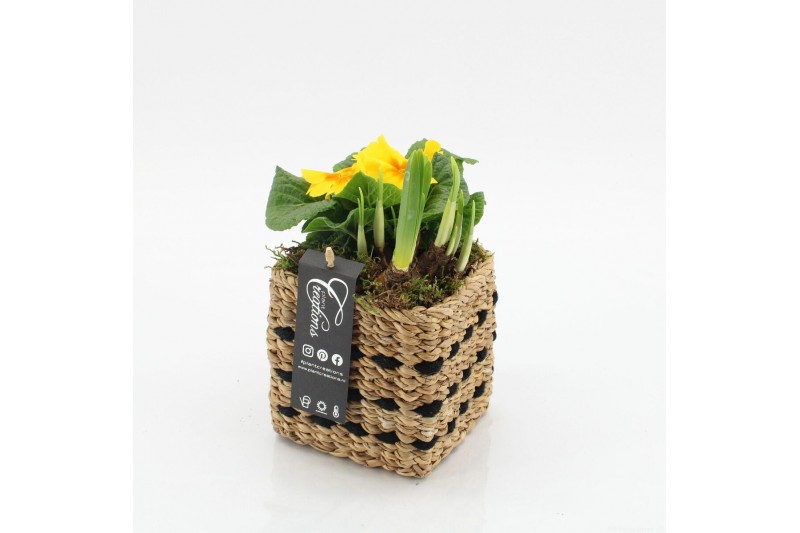 Arrangementen tuinplanten PMCR-2605 Primula creations 2 pp 