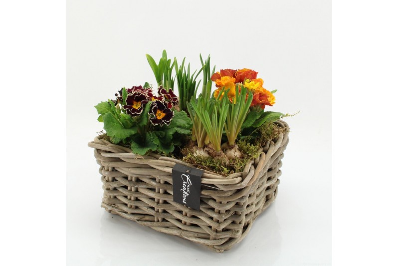 Arrangementen tuinplanten PMCR-2608 Primula creations 4 pp 