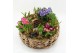 Arrangementen tuinplanten PMCR-2639 Primula creations 9 pp 