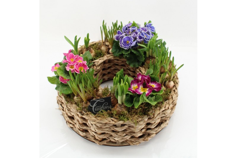 Arrangementen tuinplanten PMCR-2639 Primula creations 9 pp 