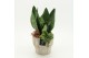 Arrangementen Sansevieria  SUCR-2628 Succulent Essentials 2 pp 