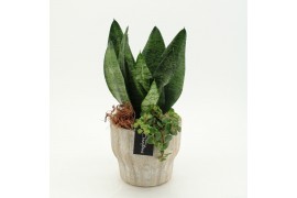 Arrangementen Sansevieria  SUCR-2628 Succulent Essentials 2 pp