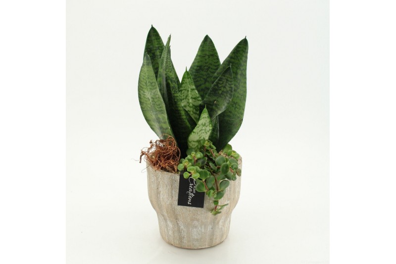Arrangementen Sansevieria  SUCR-2628 Succulent Essentials 2 pp 