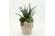 Arrangementen Sansevieria  SUCR-2629 Succulent Essentials 3 pp 