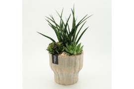 Arrangementen Sansevieria  SUCR-2629 Succulent Essentials 3 pp
