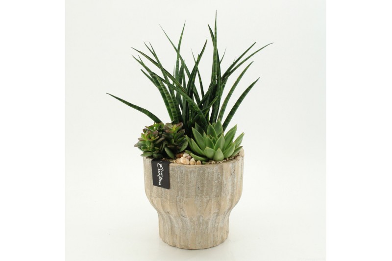 Arrangementen Sansevieria  SUCR-2629 Succulent Essentials 3 pp 