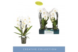 Phalaenopsis anthura madrid Fontano Versailles 2 spikebl.  tak/plnt