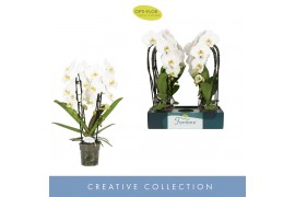 Phalaenopsis wit Fontano Versailles 2 spike 15 bl. 2 tak/plnt