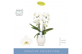 Phalaenopsis wit Fontano Versailles 2 spike in Abruzzo White Aquo 15 b