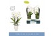 Phalaenopsis wit Fontano Versailles 2 spike in Emilia White Aquo 15 bl 