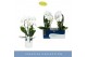 Phalaenopsis wit Fontano Versailles 2 spike in Lazio White 15 bl. 2 ta 
