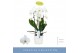 Phalaenopsis wit Fontano Versailles 2 spike in Lazio White 15 bl. 2 ta 