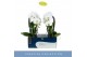 Phalaenopsis wit Fontano Versailles 2 spike in Lazio White 15 bl. 2 ta 