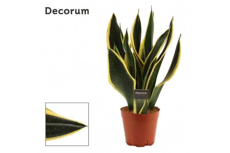 Sansevieria trifasciata Sansevieria Night Shade 14 cm (Decorum) 