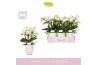 Phalaenopsis multiflora wit Boquetto Innocent 3-5 spike in Emilia Whit