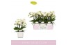 Phalaenopsis multiflora wit Boquetto Innocent 3-5 spike in Lazio White