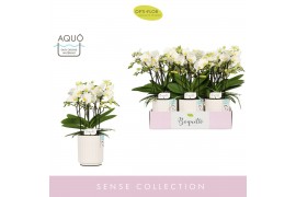 Phalaenopsis multiflora wit Boquetto Innocent 3-5 spike in Molise Whit