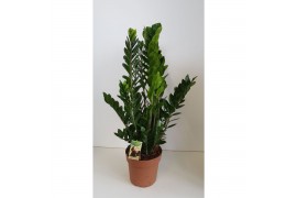 Zamioculcas zamiifolia Zamioculcas10 tak/plnt
