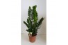 Zamioculcas zamiifolia Zamioculcas10 tak/plnt