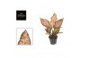 Aglaonema Aglaonema Pink Dolphin 1 pp