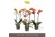 Phalaenopsis multiflora oranje Exclusivo Gold Mix 2 spikebl.  tak/plnt 
