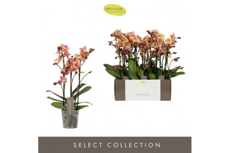 Phalaenopsis multiflora oranje Exclusivo Monaco 3 spike25 bl. 3 tak/pl 