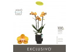 Phalaenopsis multiflora anthura las vegas Exclusivo Las Vegas 3 spike 