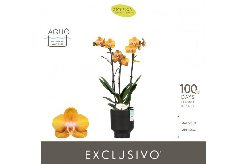 Phalaenopsis multiflora anthura las vegas Exclusivo Las Vegas 3 spike  