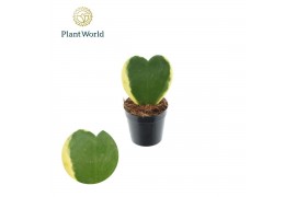 Hoya kerrii Hoya kerrii Bont 1pp pot 7 1 pp