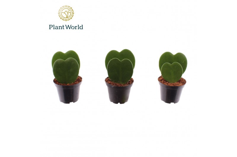 Hoya kerrii Hoya kerrii double heart 2 pp 2 pp 