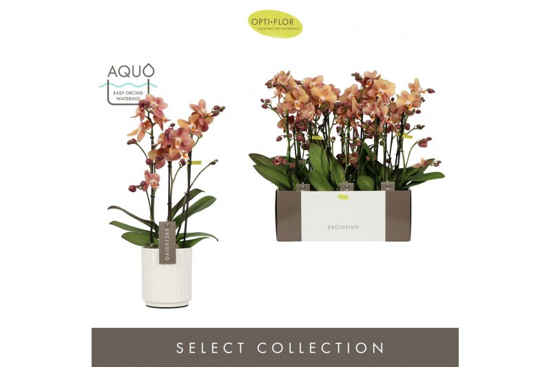 Phalaenopsis multiflora oranje Exclusivo Monaco 3 spike in Molise Whit 