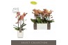 Phalaenopsis multiflora oranje Exclusivo Monaco 3 spike in Molise Whit