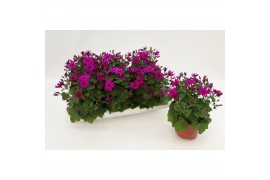 Mandala Plus Magenta Pericallis Mandala Magenta22 cm diameter