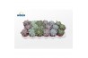 Echeveria mix Echeveria Basic Mix (6 Spc.)