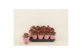 Kalanchoe blossfeldiana gevuld rubio red Kalanchoe Double Red1 pp