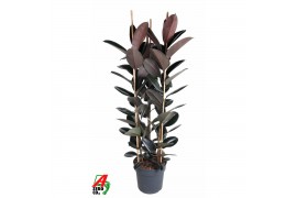 Ficus elastica abidjan Ficus Elastica Abidjan 3PP P40 (NO GAP)pp