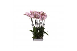 Phalaenopsis spotted world Phalaenopsis Spotted World, 2-spike 18+18 b