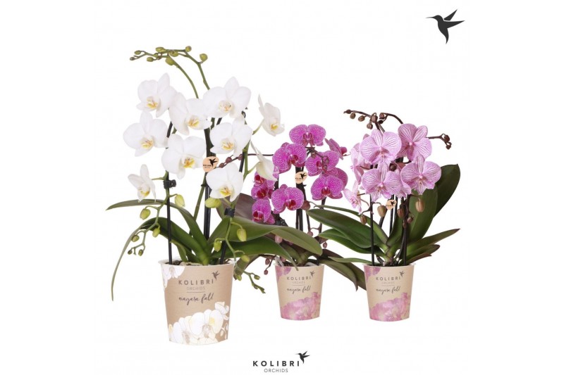 Phalaenopsis elegant cascade Kolibri Orchids Cascade Niagara Fall mix  