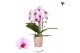 Phalaenopsis elegant cascade Kolibri Orchids Cascade Niagara Fall pink 