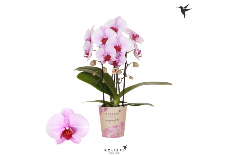 Phalaenopsis elegant cascade Kolibri Orchids Cascade Niagara Fall pink 