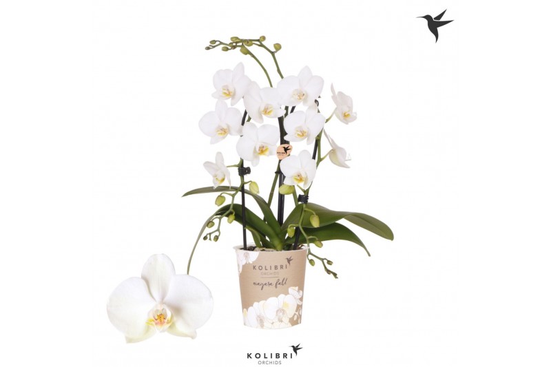 Phalaenopsis elegant cascade Kolibri Orchids Cascade Niagara Fall whit 