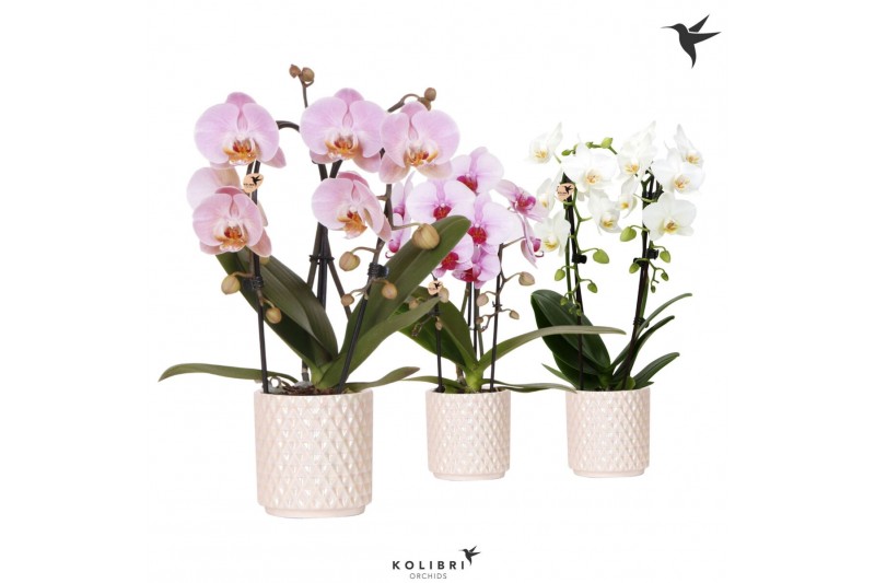 Phalaenopsis elegant cascade Kolibri Orchids Niagara fall mix 2spike i 