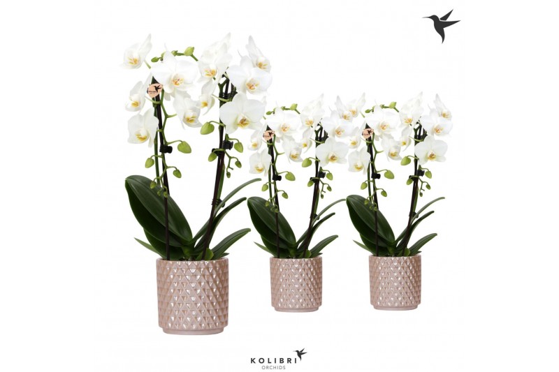 Phalaenopsis elegant cascade Kolibri Orchids Niagara fall white 2 spik 