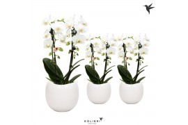 Phalaenopsis elegant cascade Kolibri Orchids Niagara fall white 2 spik