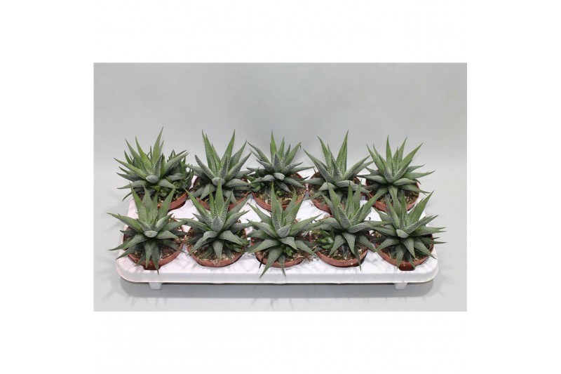 Haworthia fasciata concolor Haworthia Fasciata Concolor1 pp 