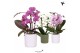 Phalaenopsis elegant cascade Kolibri Orchids Niagara fall mix 2 spike  